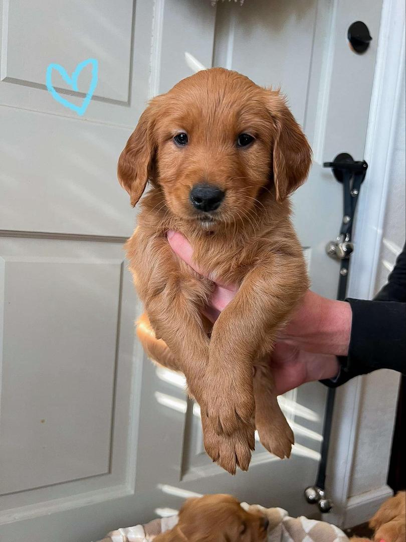 Golden Retriever Puppy